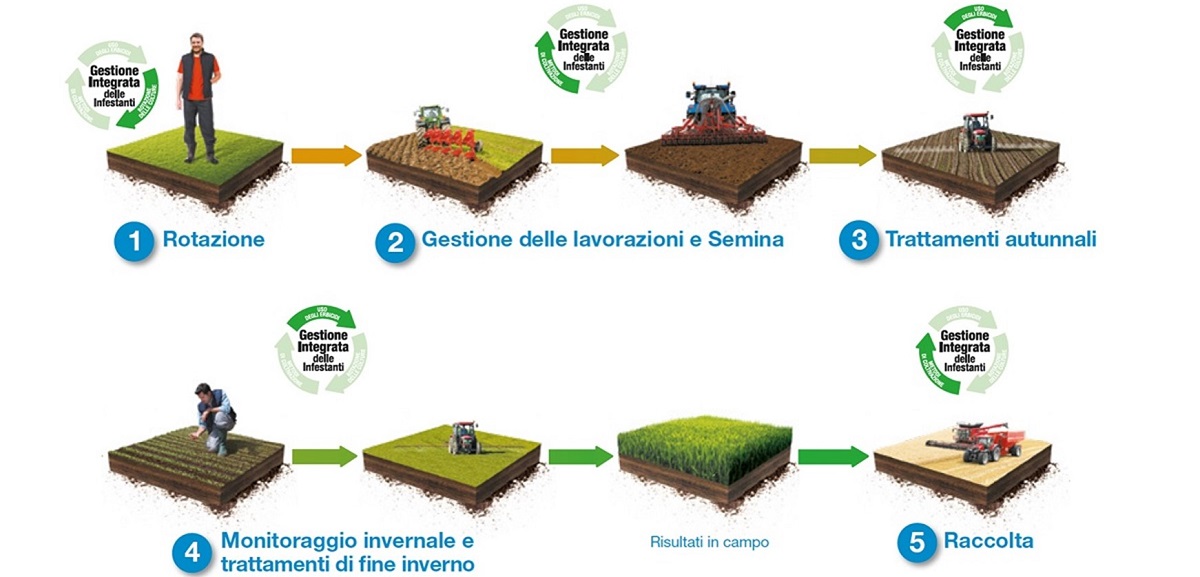 Come Migliorare E Mantenere Nel Tempo Il Controllo Delle Infestanti ...