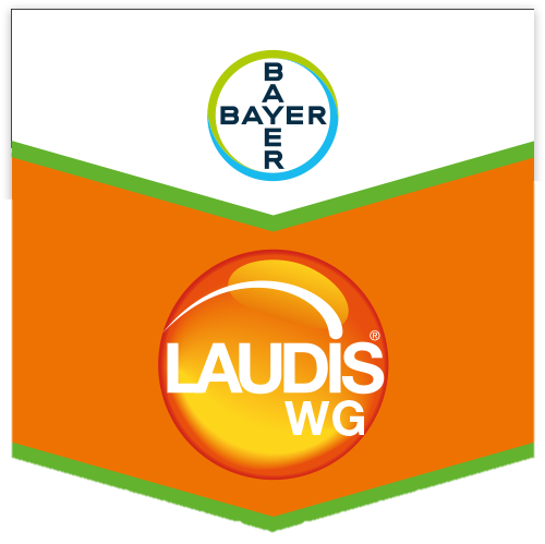 Laudis WG