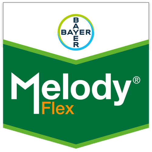 Melody Flex