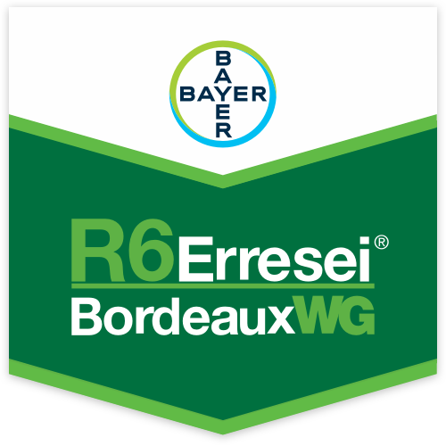 R6 Erresei Bordeaux WG Scudo